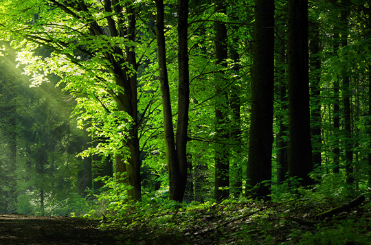 Heimisches Massivholz oder Tropenholz?