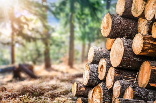 Nachhaltiges Holz dank PEFC-Zertifizierung