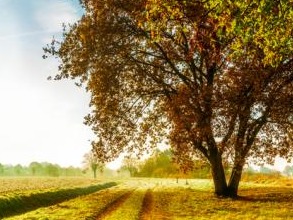 Der Ratgeber Ã¼ber Wildeichenholz