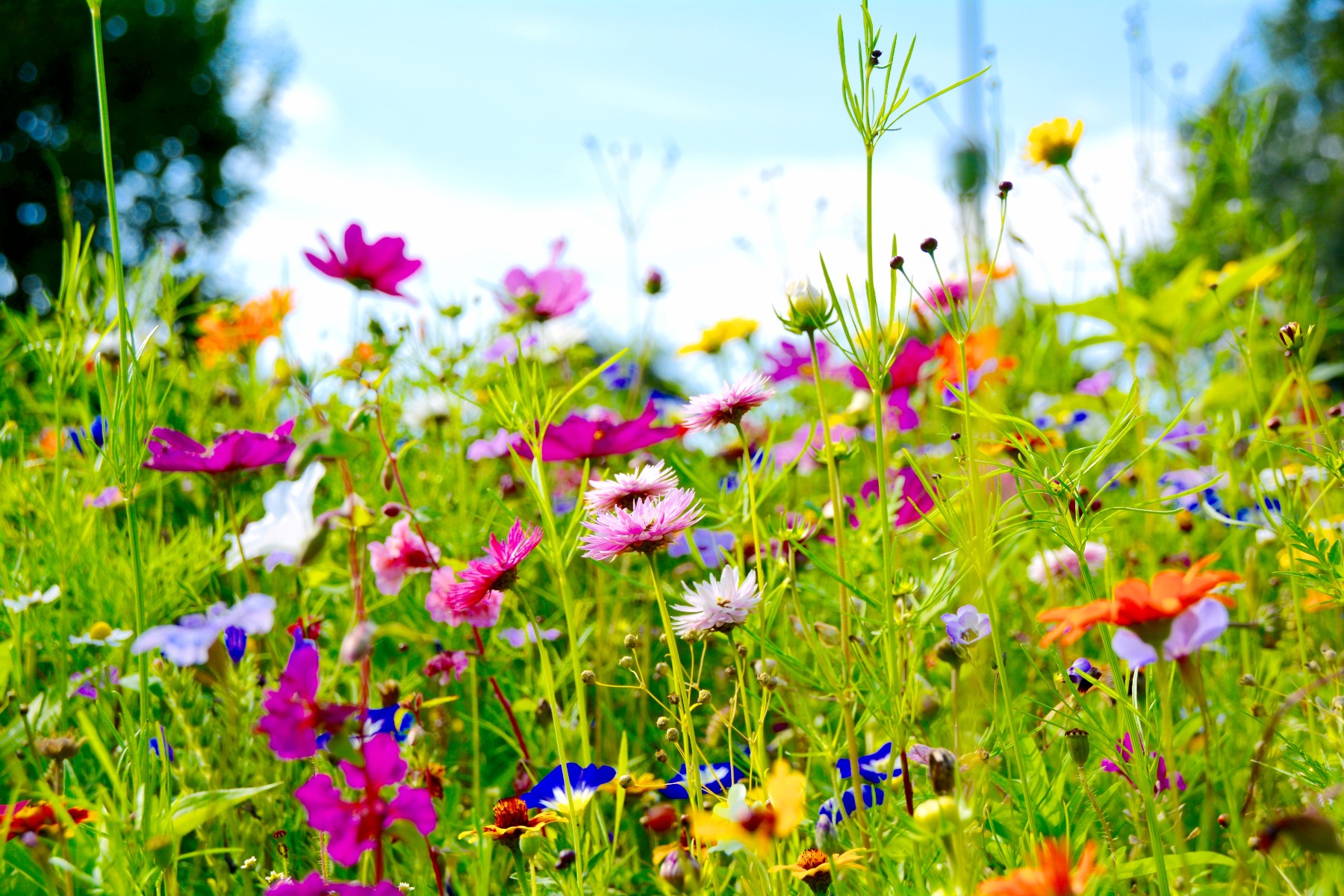 Blumen im Garten