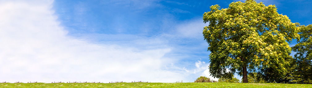 Esche auf einem weiteren Feld