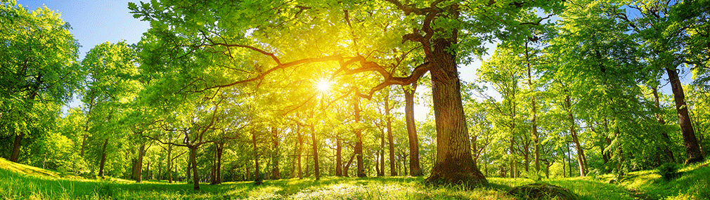 Wildeiche wird von Sonne erstrahlt