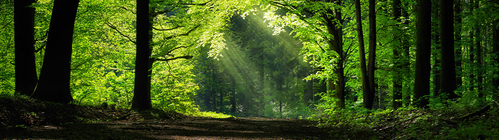 Heimischer Wald