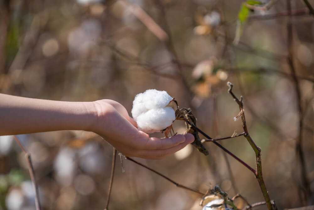 Baumwolle ist fÃ¼r Allergiker BettwÃ¤sche geeignet