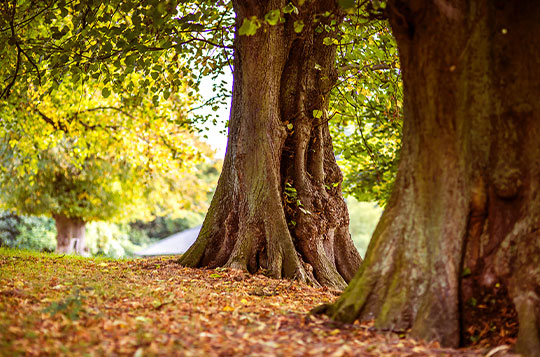 Buche Baum