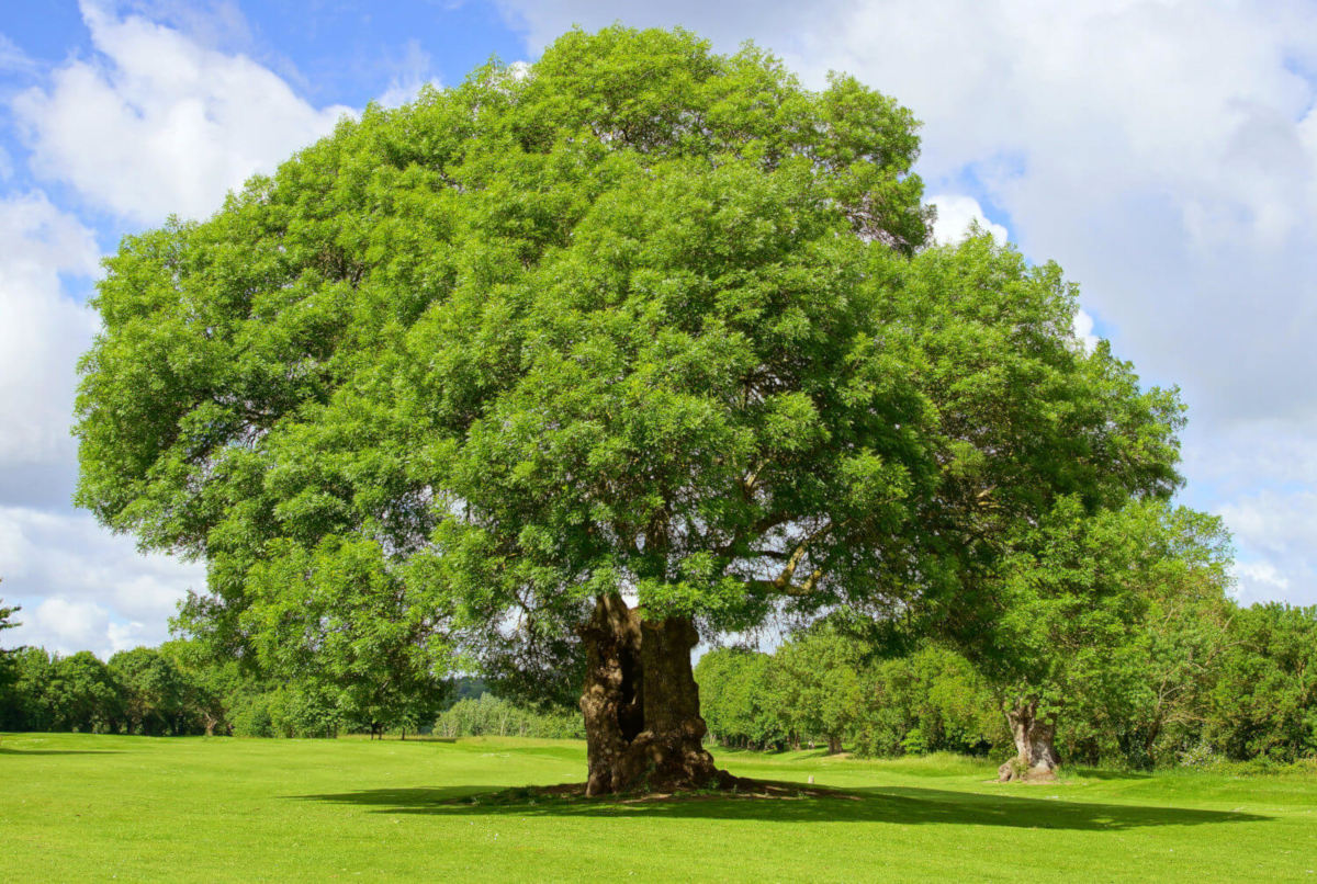 Die Esche: Alles Ã¼ber den Baum und Eschenholz