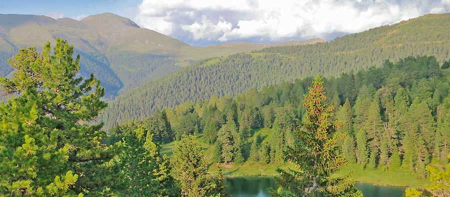 Zirbenwald Turracher HÃ¶he