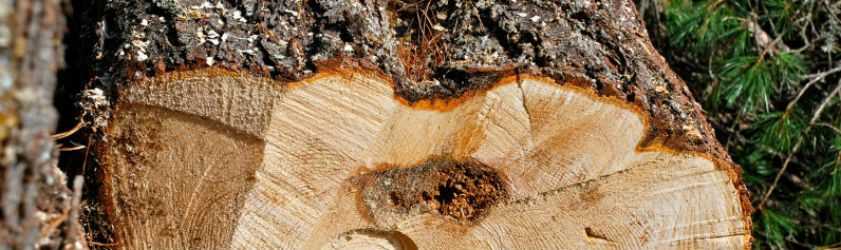 Zirbenholz richtig behandeln