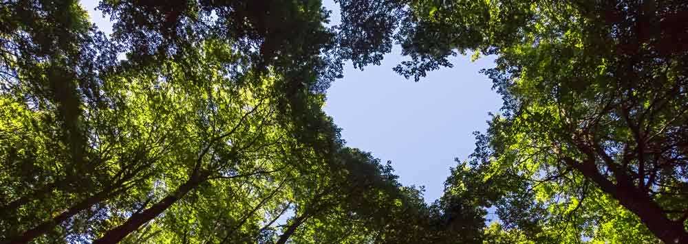 LaModula hat ein Herz fÃ¼r den Wald